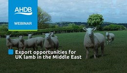 Export opportunities for UK lamb in the Middle East